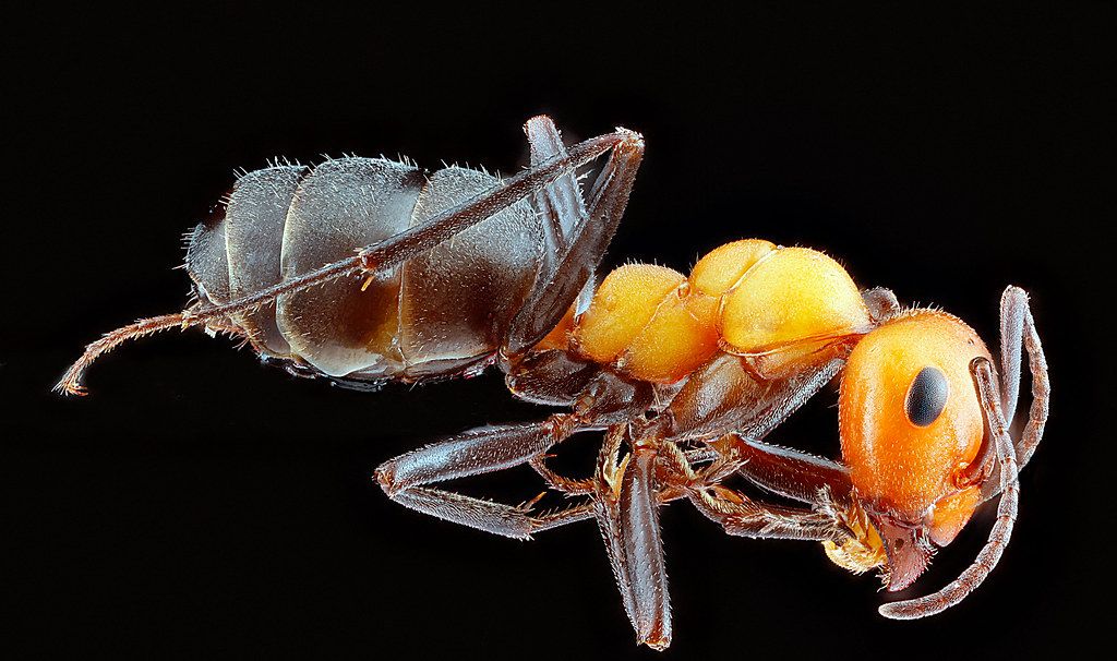 Ant Control service in Alexandria, VA