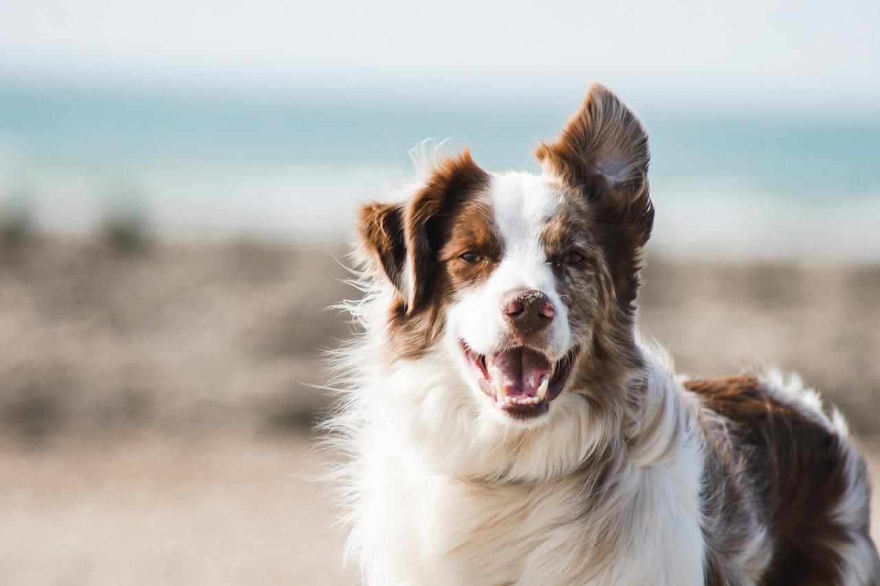 Flea & Tick Control service in Alexandria, VA