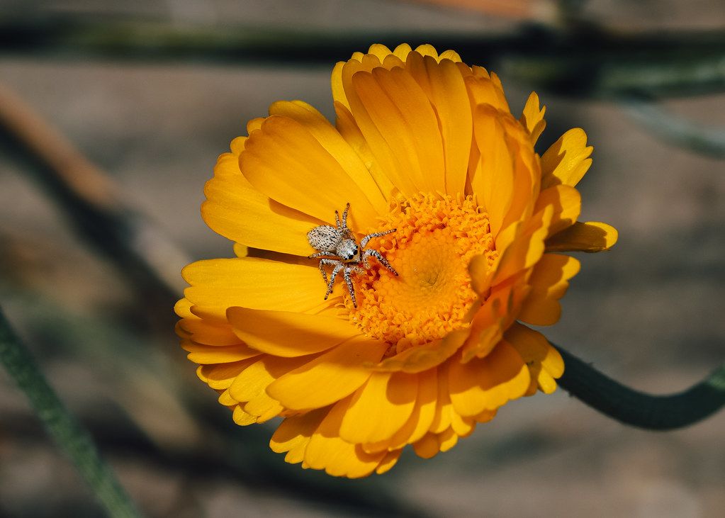 Spider Control service in Alexandria, VA